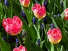 Holland 011
