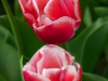 Holland 013