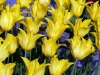 Holland 024
