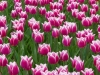 Holland 026