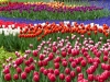 Holland 029