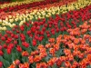 Holland 030