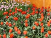 Holland 031