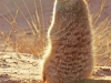 Kalahari 001