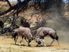 Kalahari 005