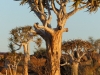 Kalahari 006