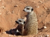 Kalahari 008
