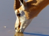 Kalahari 014