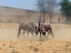 Kalahari 016