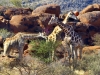 Kalahari 019
