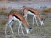 Kalahari 023