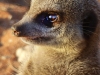 Kalahari 024