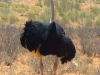 Kalahari 025