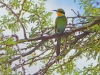 Kalahari 026