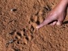 Kalahari 028