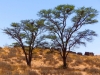 Kalahari 030