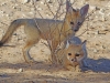 Kalahari 033