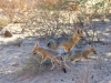 Kalahari 034