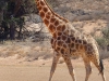 Kalahari 035