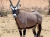 Kalahari 037