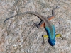 Kalahari 038