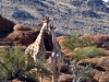 Kalahari 039