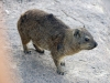 Kalahari 040
