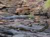 Kimberley 007