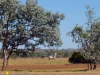 Kimberley 012