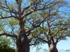 Kimberley 016