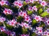 La Palma 016