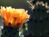 La Palma 031