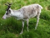 Lappland-38