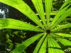 Malaysia-14
