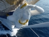 Royal-Clipper-04
