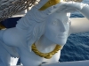 Royal-Clipper-25