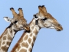 Namibia 018