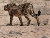 Namibia 025