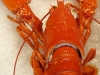 Normandie-20