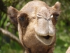 Oman-2