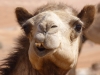 Oman-Nord-18