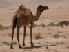 Oman-Nord-36