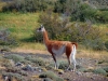 Patagonien 009