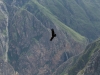Cóndor en el Colca