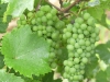 Rhein-Mosel-15