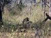 Simbabwe-009