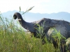 Simbabwe-014