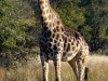 Simbabwe-026