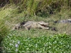 Simbabwe-033