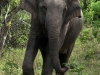 Sri Lanka 001